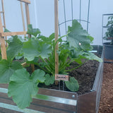 Bulk Packs of Copper Plant Tags for Gardens and Plants