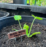 Bulk Packs of Copper Plant Tags for Gardens and Plants